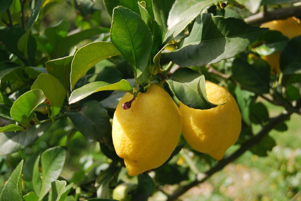 Finca Son Vivot Екстер'єр фото